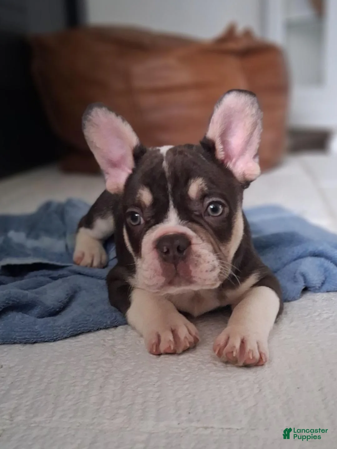 French Bulldog dogs for sale: Jasper  - Ad 1