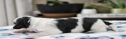 Mini Bernedoodle dogs for sale: Teagan - Ad 9