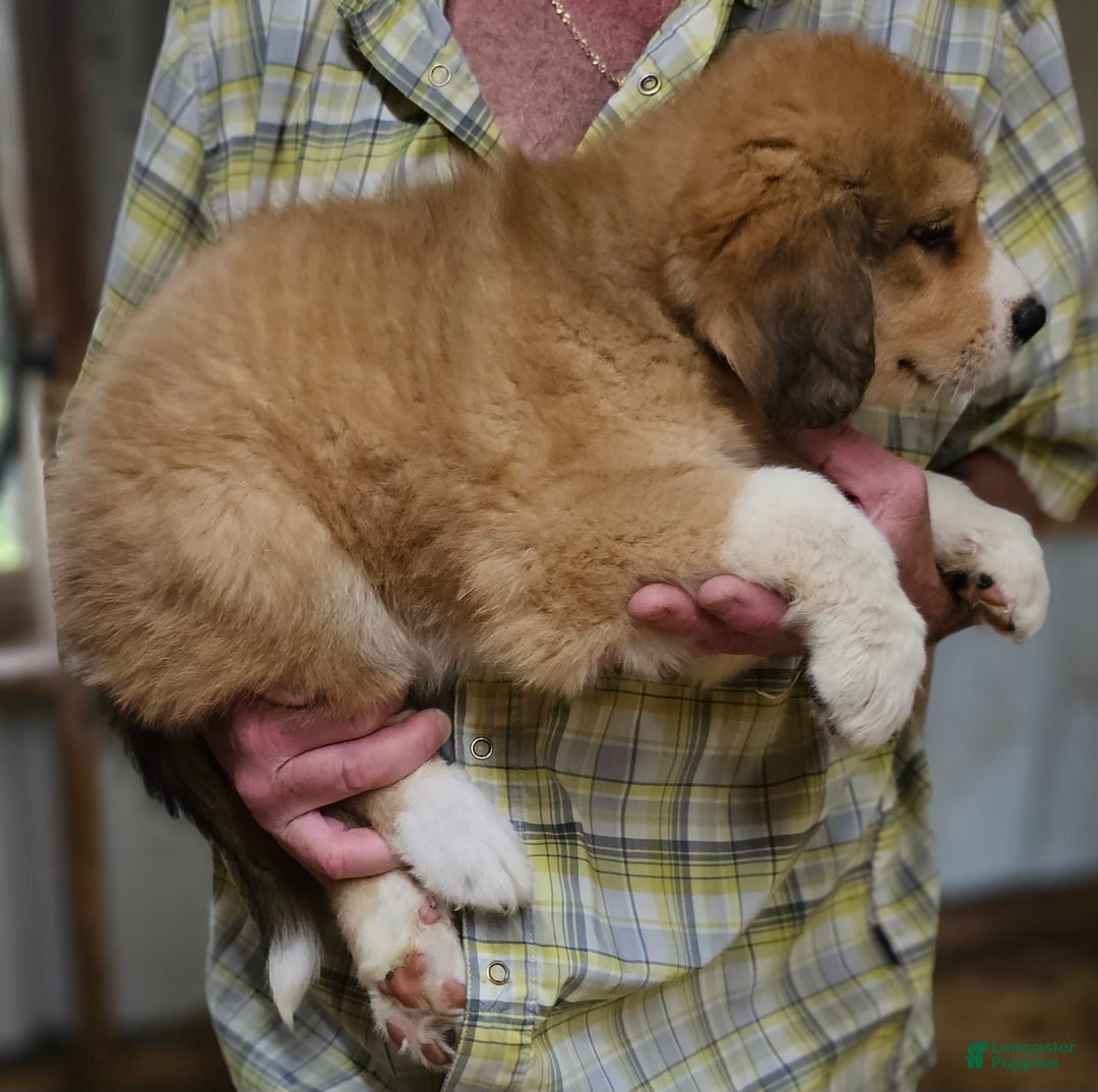 Golden Retriever German Shepherd St Bernard Cross St Bernard