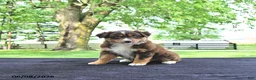 Australian Shepherd dogs for sale: Dora - Ad 3