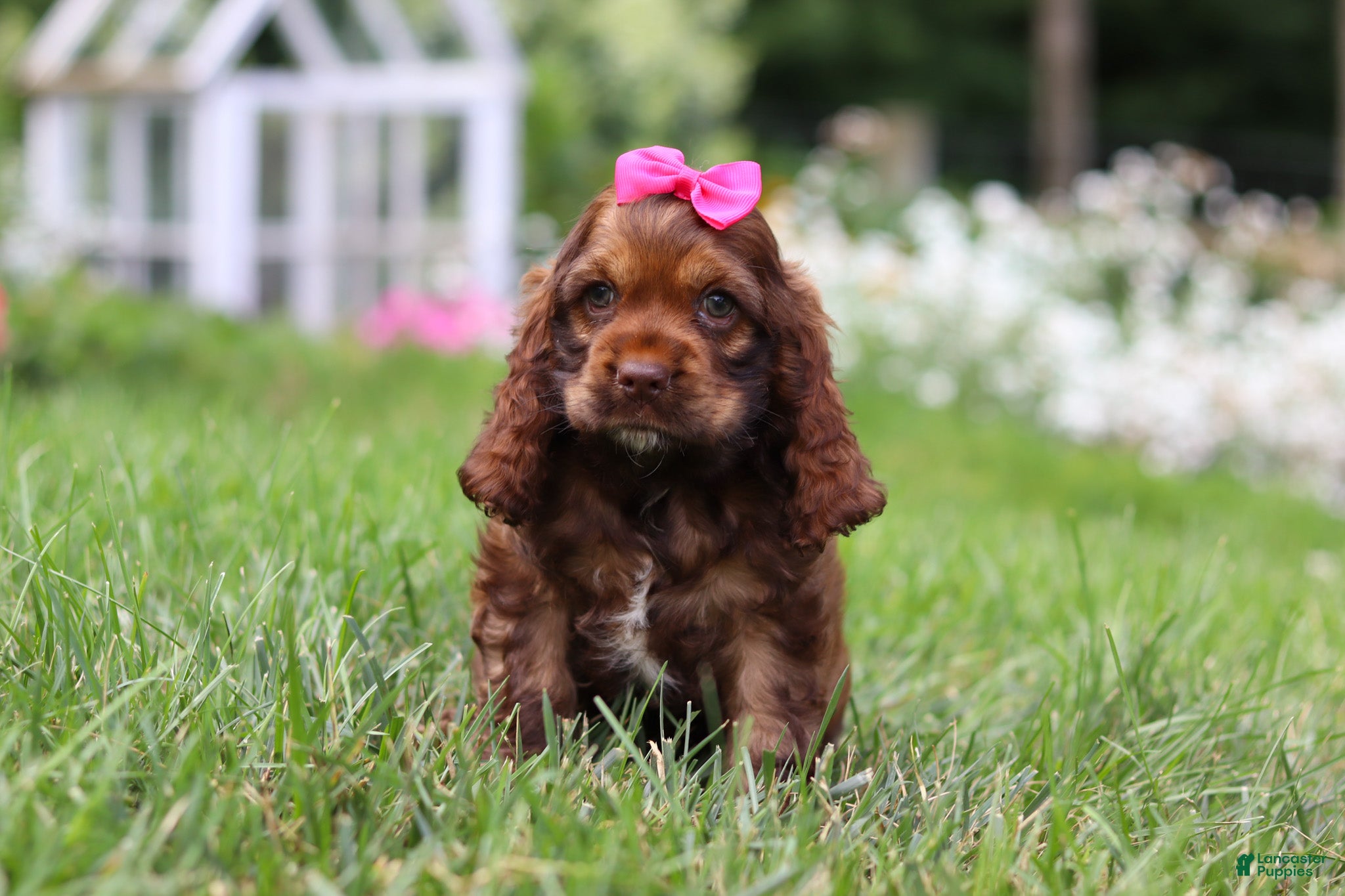 Cocker Spaniel dogs Daisy - Ad 2