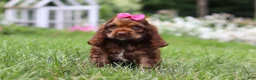 Cocker Spaniel dogs for sale: Daisy - Ad 2