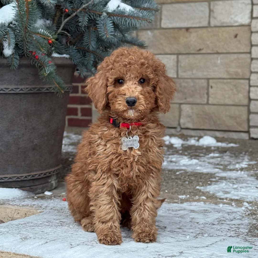 Standard Poodle dogs for sale: Bentley - Moyen Size Poodle - Ad 1
