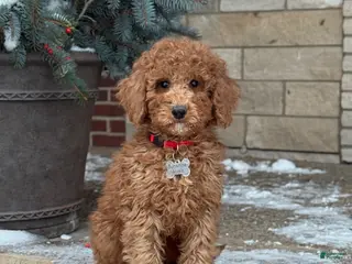 Standard Poodle dogs Bentley - Moyen Size Poodle - Ad 21