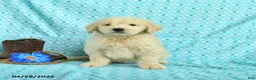Goldendoodle dogs for sale: Max - Ad 1