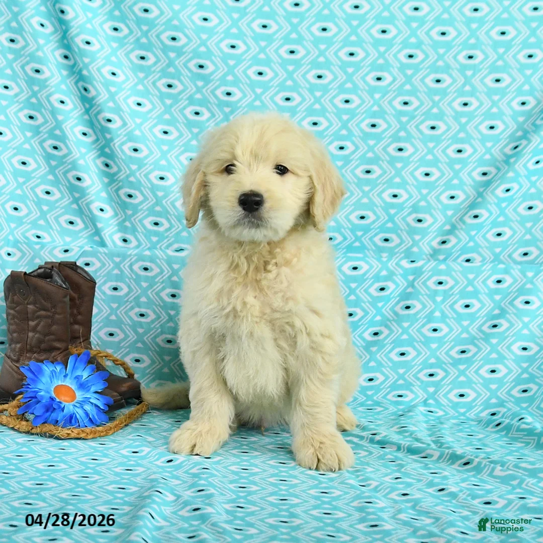 Goldendoodle dogs for sale: Max - Ad 1