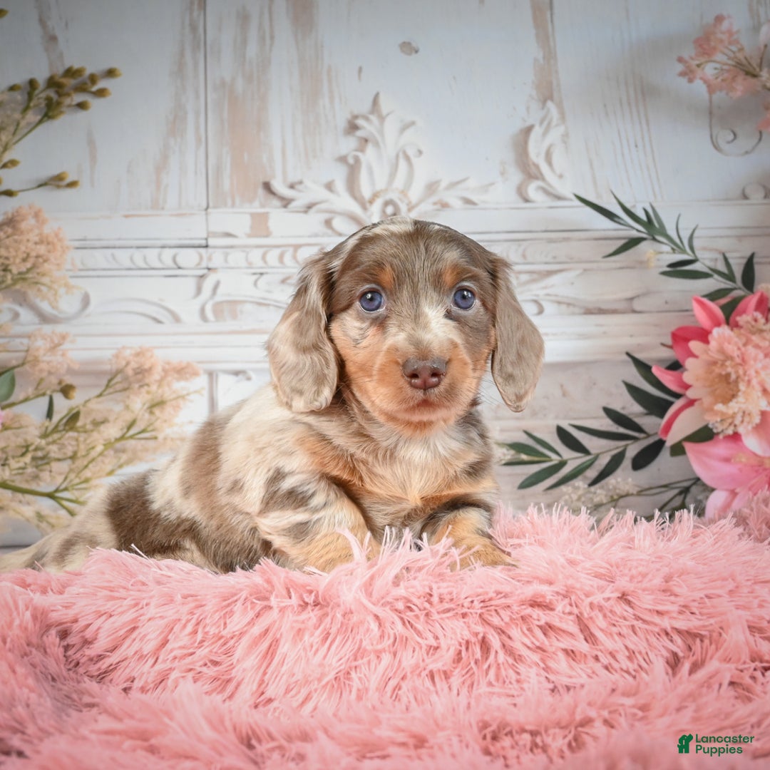 Miniature Dachshund dogs for sale: Rolex - Ad 7
