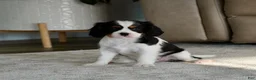 Cavalier King Charles Spaniel dogs for sale: Oakley - Ad 6