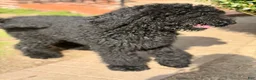 Standard Poodle dogs for sale: Standard Poodle Puppy 2 - Ad 3