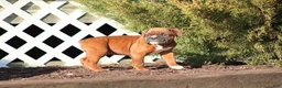 Boxer dogs for sale: Remington - Ad 5