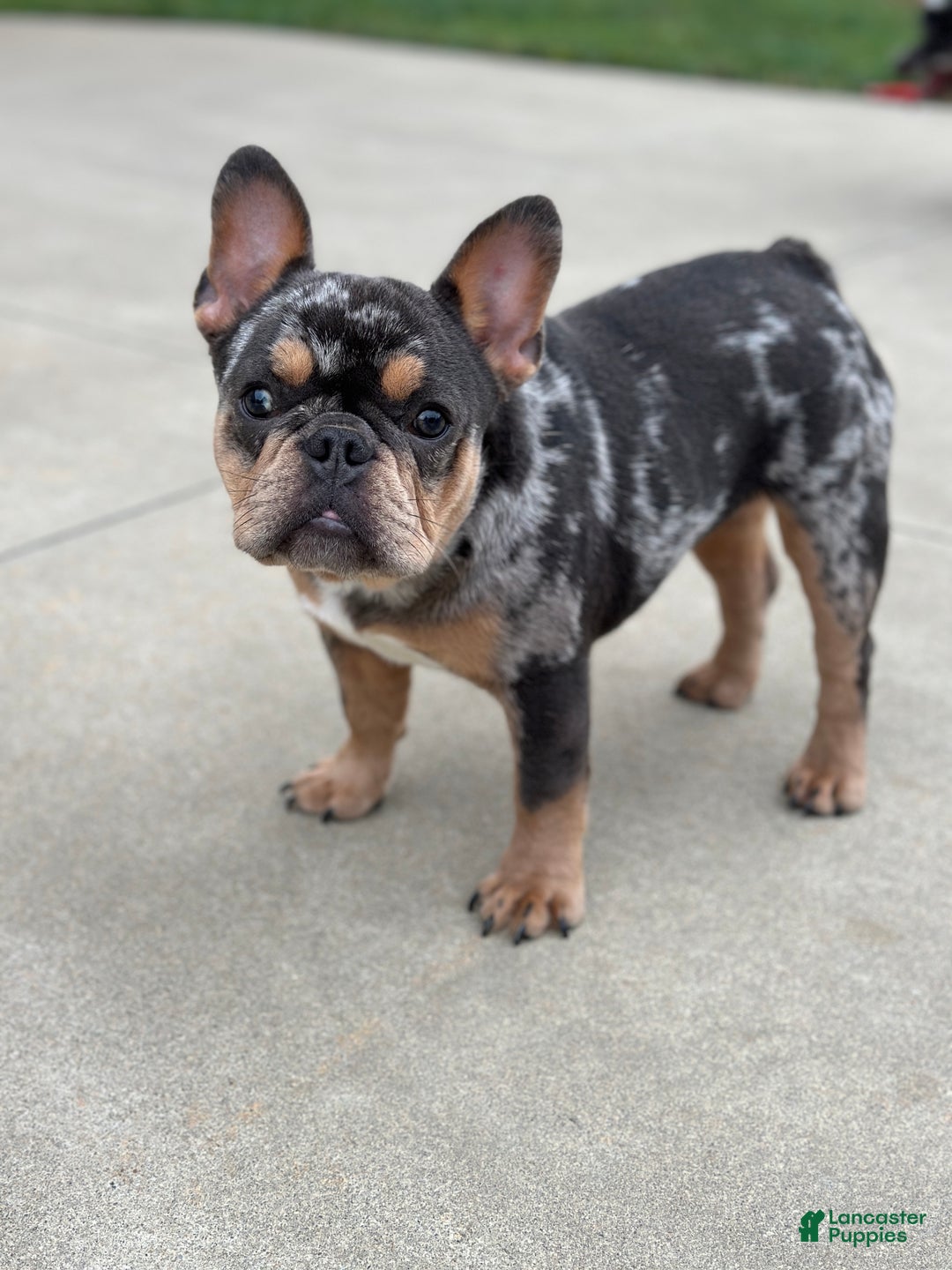 French Bulldog dogs for sale: Charm  - Ad 1