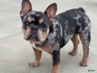 French Bulldog dogs Charm - Ad 41