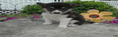 Shiba Inu 2 Barney