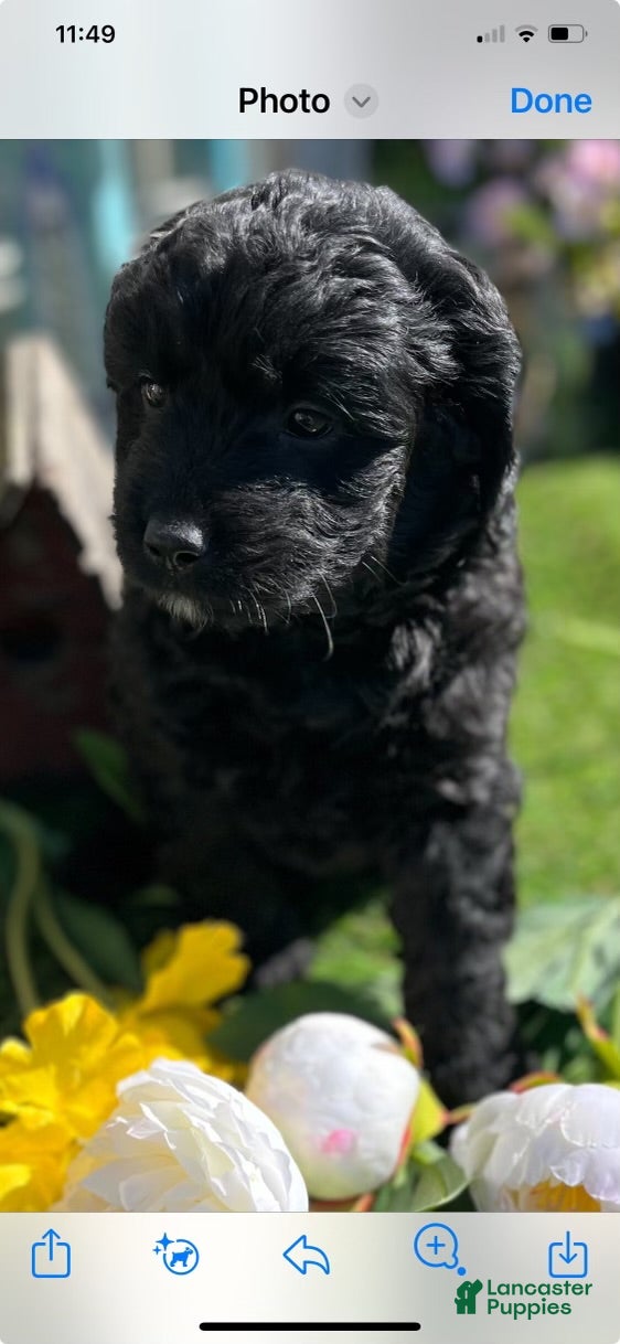 Mini Goldendoodle dogs  Connor - Ad 1