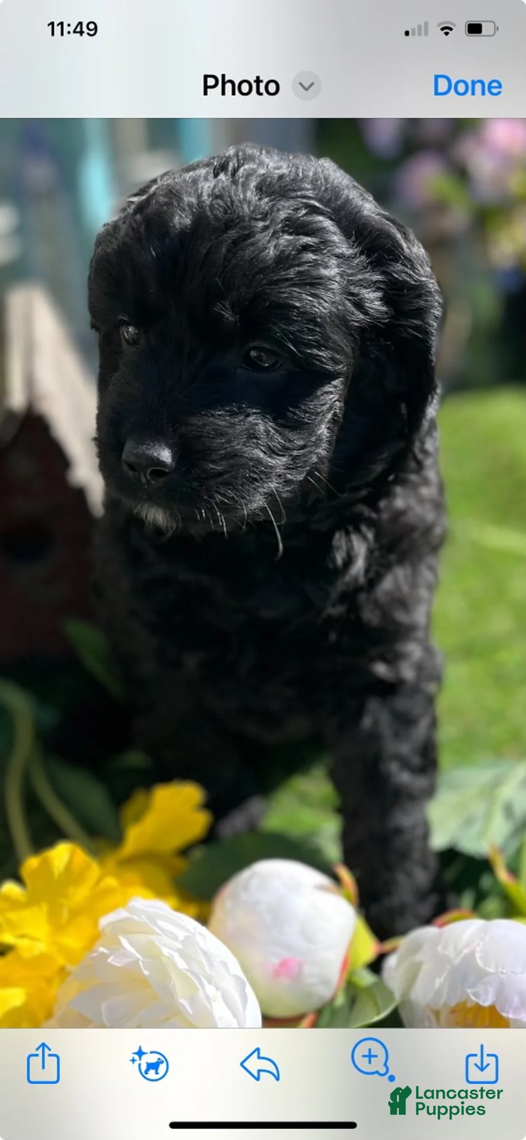 Mini Goldendoodle dogs for sale:  Connor - Ad 1