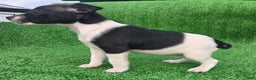 Jack Russell Terrier dogs for sale: Jack Russell Terrier Puppy 3 - Ad 9