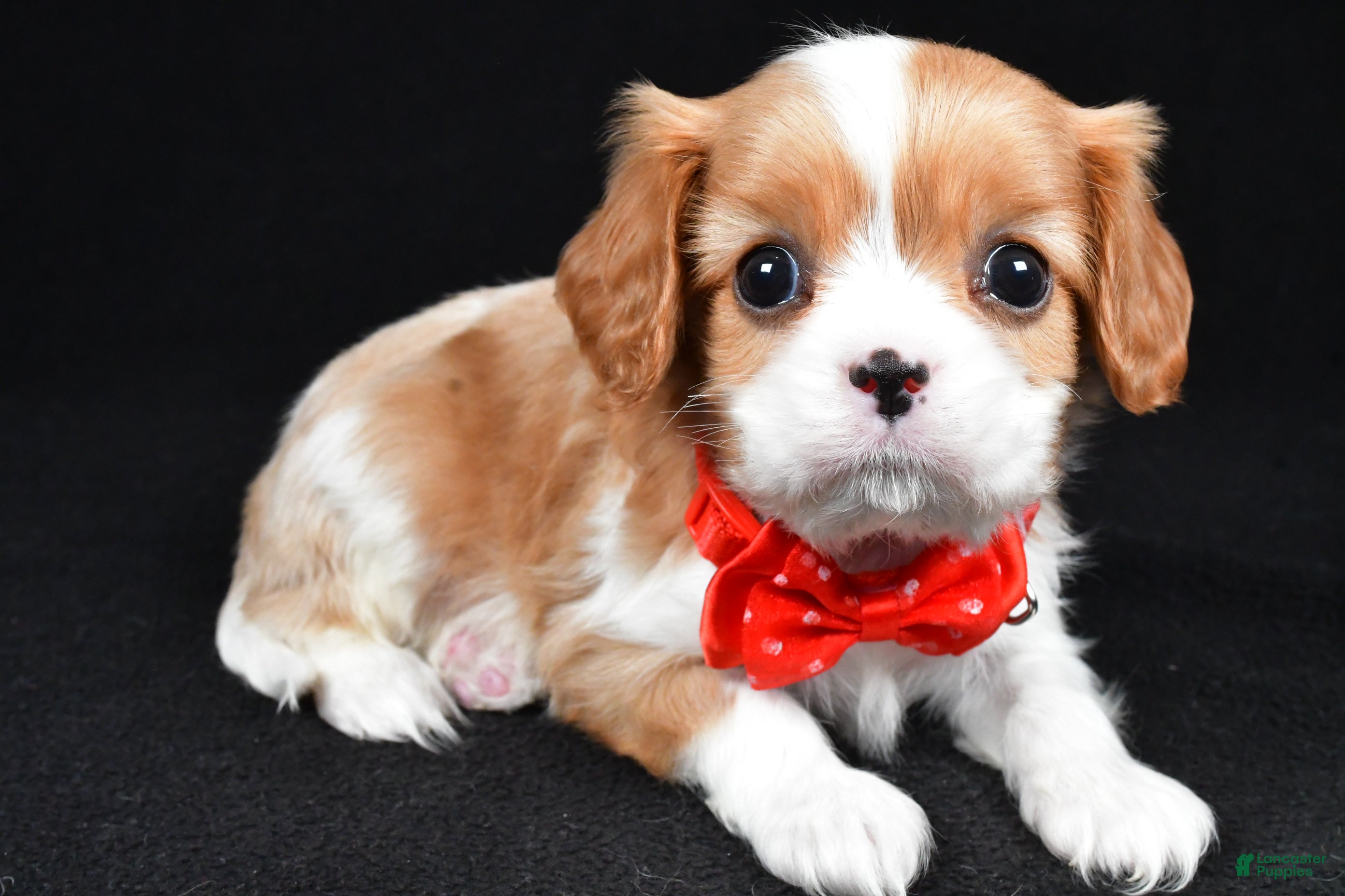 Cavalier King Charles Spaniel dogs Tyler - Ad 20