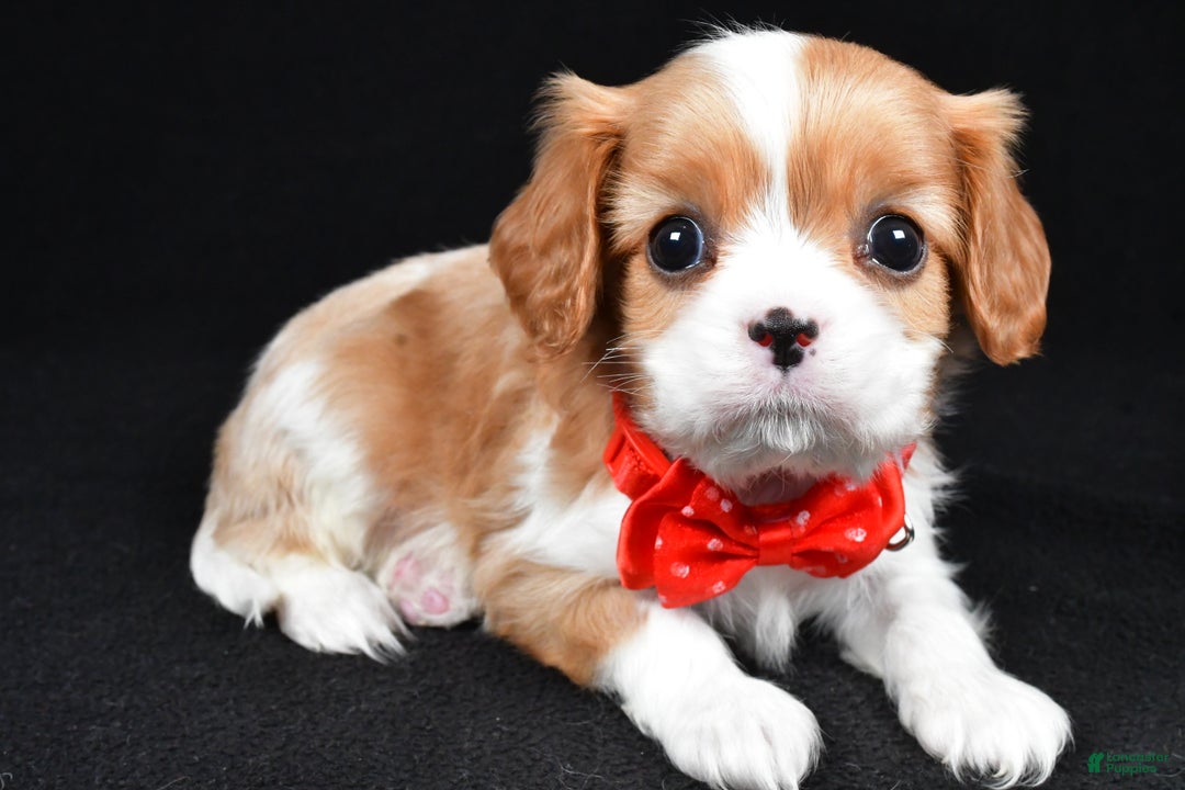 Cavalier King Charles Spaniel dogs for sale: Tyler - Ad 1