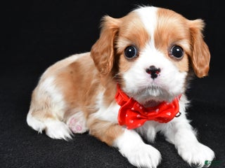 Cavalier King Charles Spaniel dogs Tyler - Ad 20