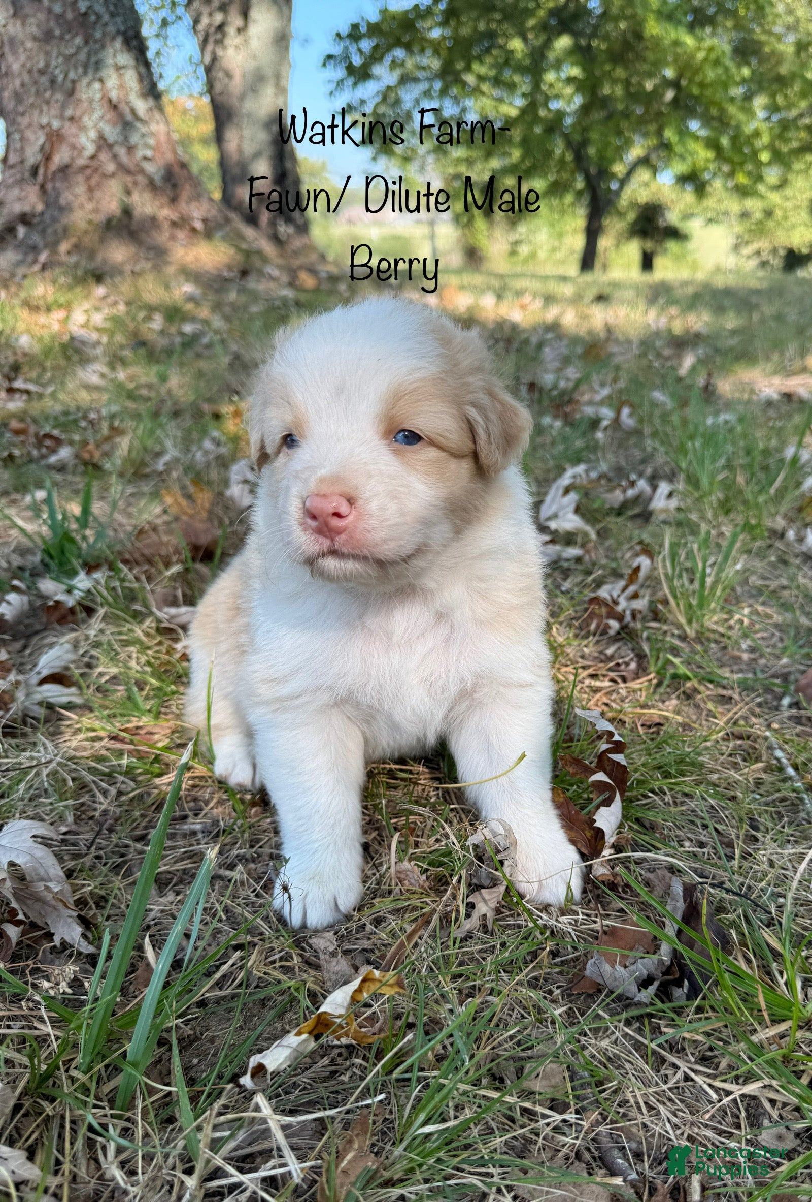 Australian Shepherd dogs Berry - Ad 1