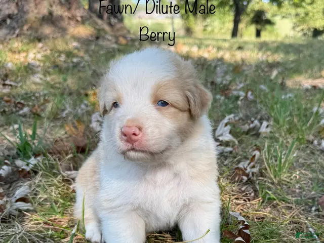 Australian Shepherd dogs for sale: Berry - Ad 2