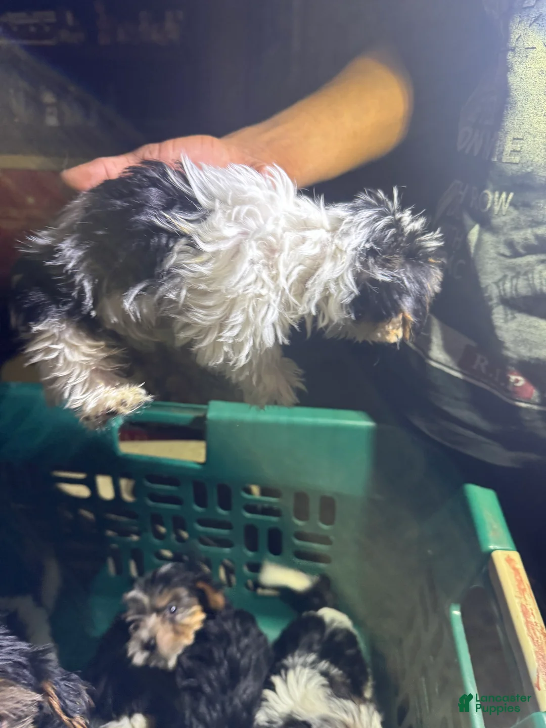 Yorkshire Terrier dogs for sale: Yorkshire Terrier 2 - Ad 2