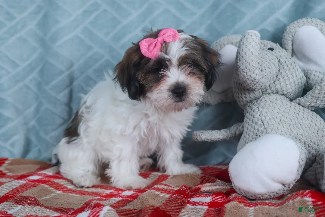 Teddy Bear dogs for sale: GABBY - Ad 4