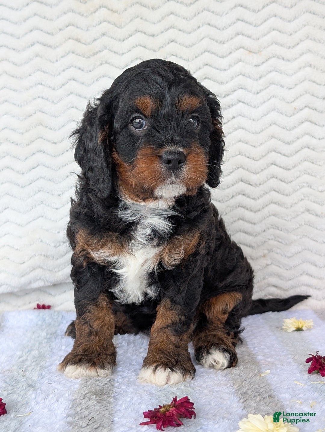 Cavapoo dogs for sale: Abby - Ad 5