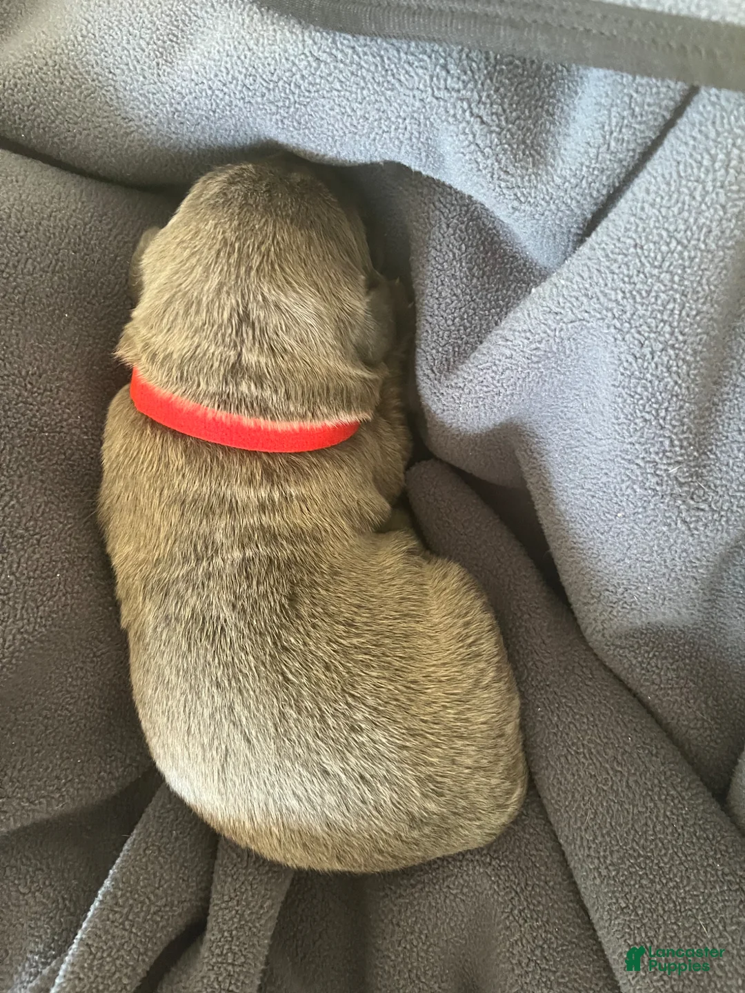 Cane Corso dogs for sale: Red collar - Ad 1