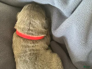 Cane Corso dogs for sale: Red collar - Ad 2