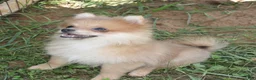 Pomeranian dogs for sale: Rosie  - Ad 4