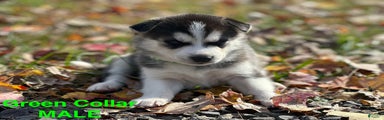 Siberian Husky Puppy 2