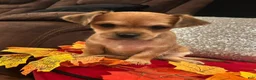 Mixed Breed dogs for sale: Mixed Breed 2 - Ad 5