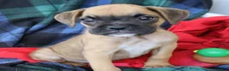 Boxer dogs for sale: Tonya  - Ad 3