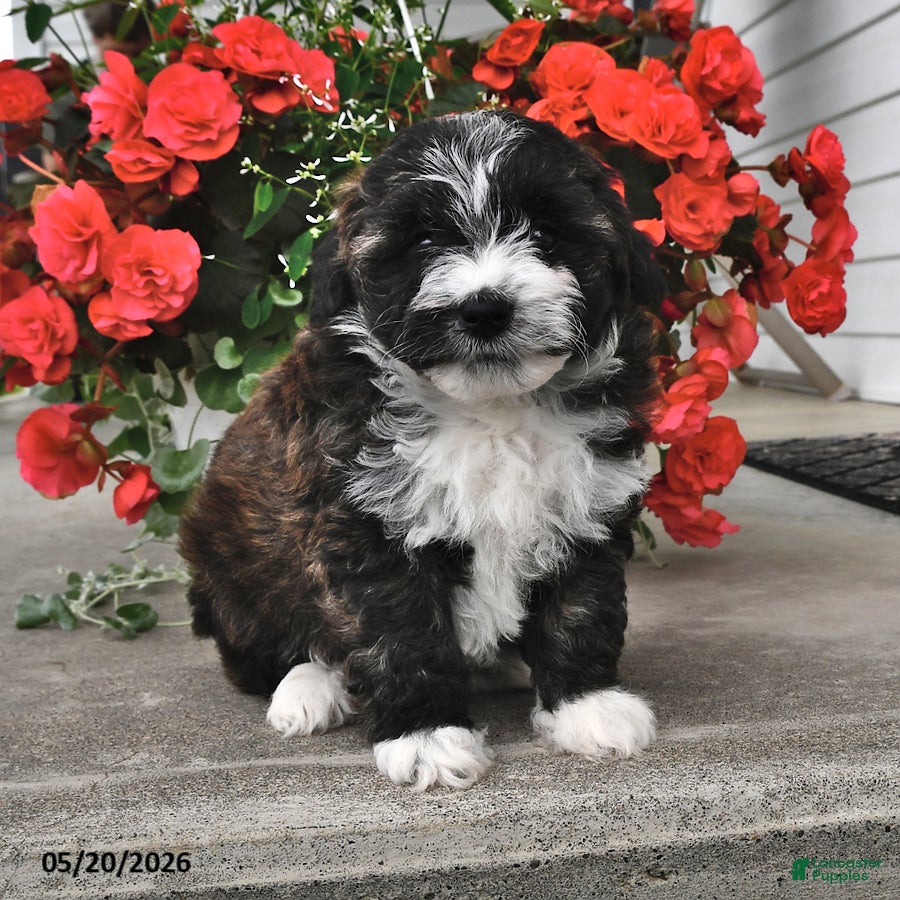 Mini Aussiedoodle dogs Tinker - Ad 1