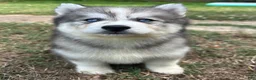 Siberian Husky dogs for sale: Chelsea - Ad 7