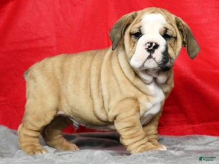 Mixed Breed dogs - Ad 25