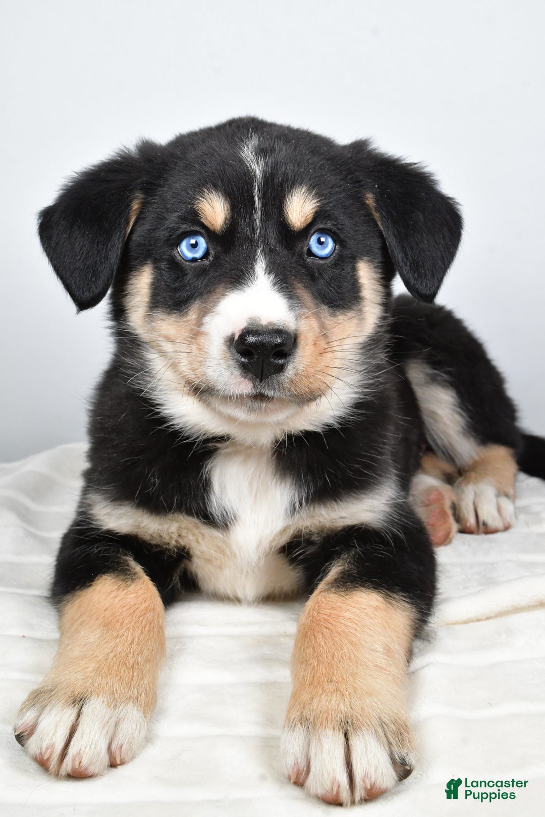 Mixed Breed dogs for sale: Bo - Ad 9