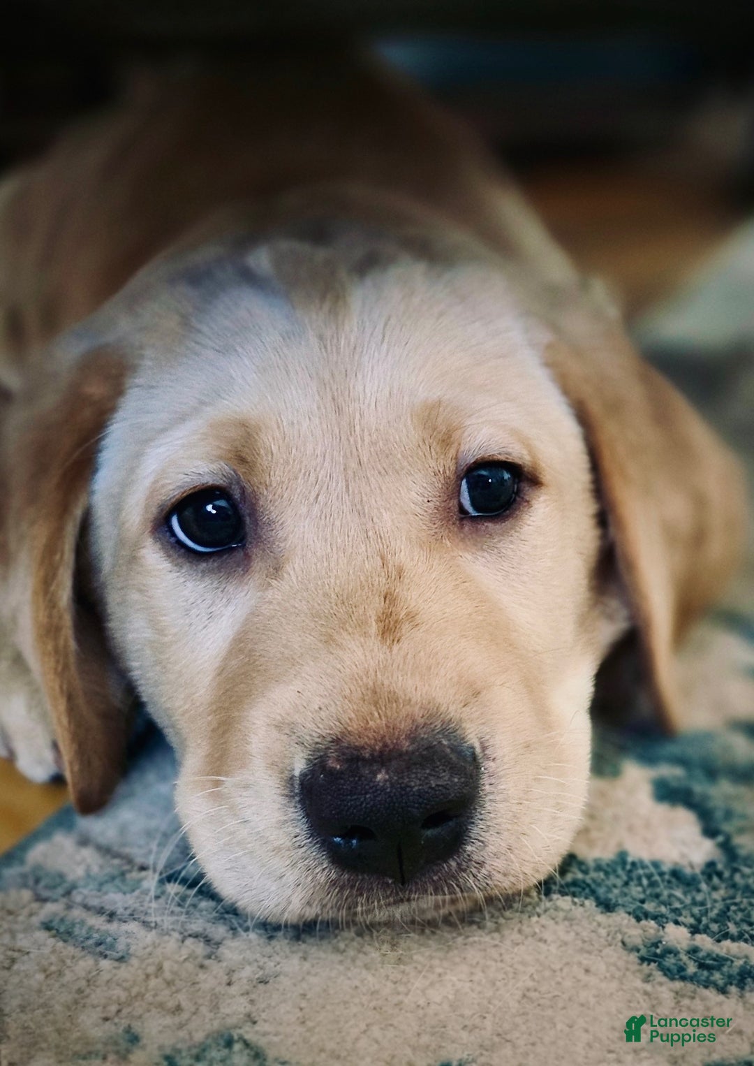 Labrador Retriever dogs for sale: Labrador Retriever Puppy 1 - Ad 13