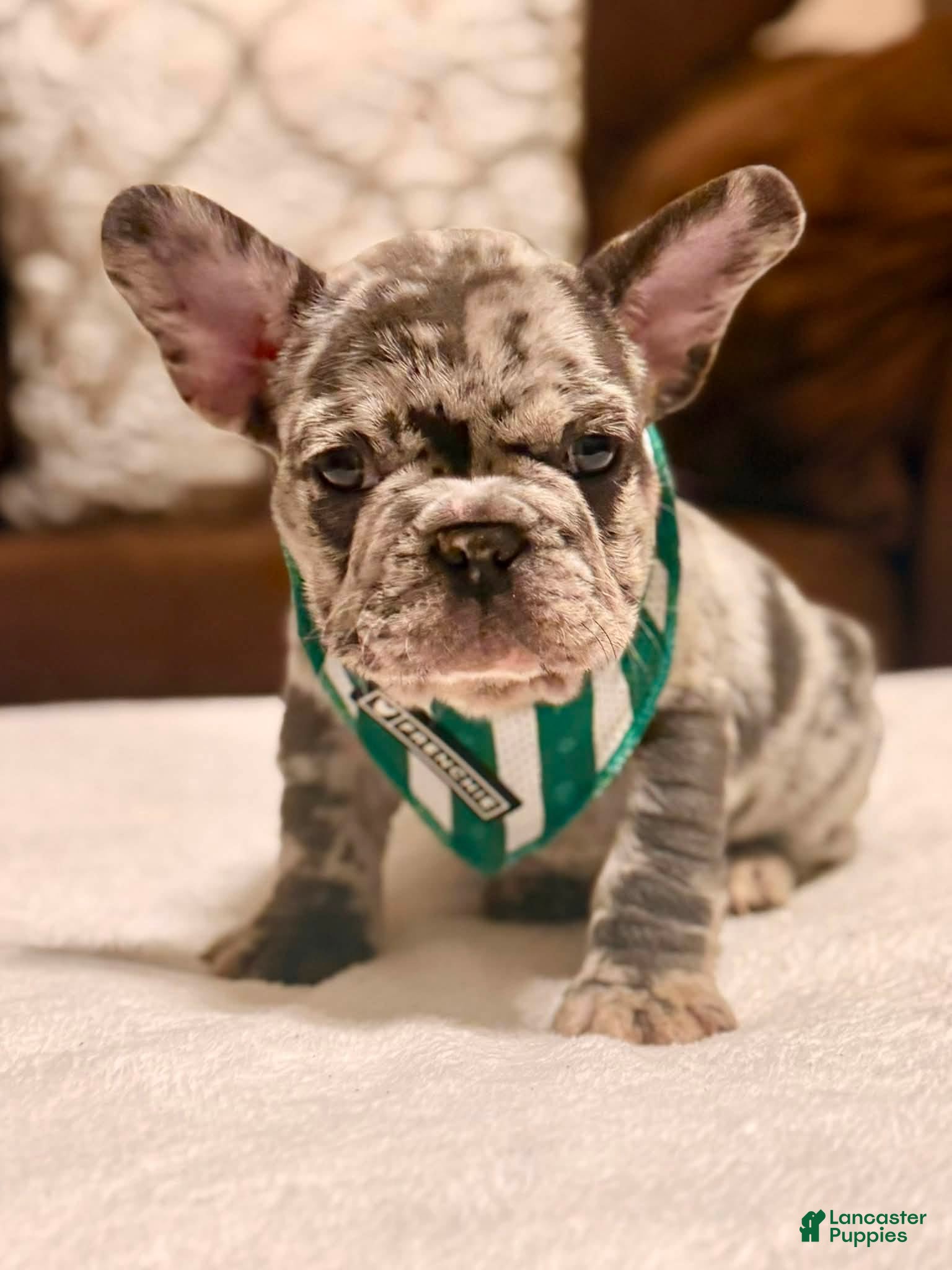 French Bulldog dogs 3 - Blue Merle Male - Ad 6