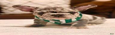 3 - Blue Merle Male