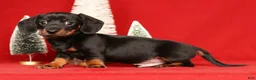 Miniature Dachshund dogs for sale: Roger - Ad 1