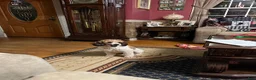 Mini Goldendoodle dogs for sale: River  - Ad 4