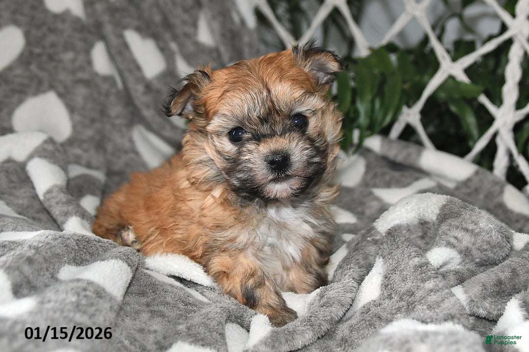 Havanese dogs for sale: Skye - Ad 1