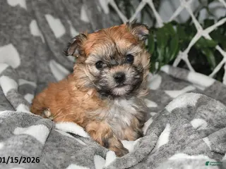 Havanese dogs Skye - Ad 20