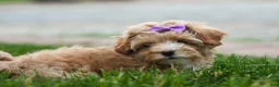 Havapoo dogs for sale: Ellie Mae 💛🐾 - Ad 13