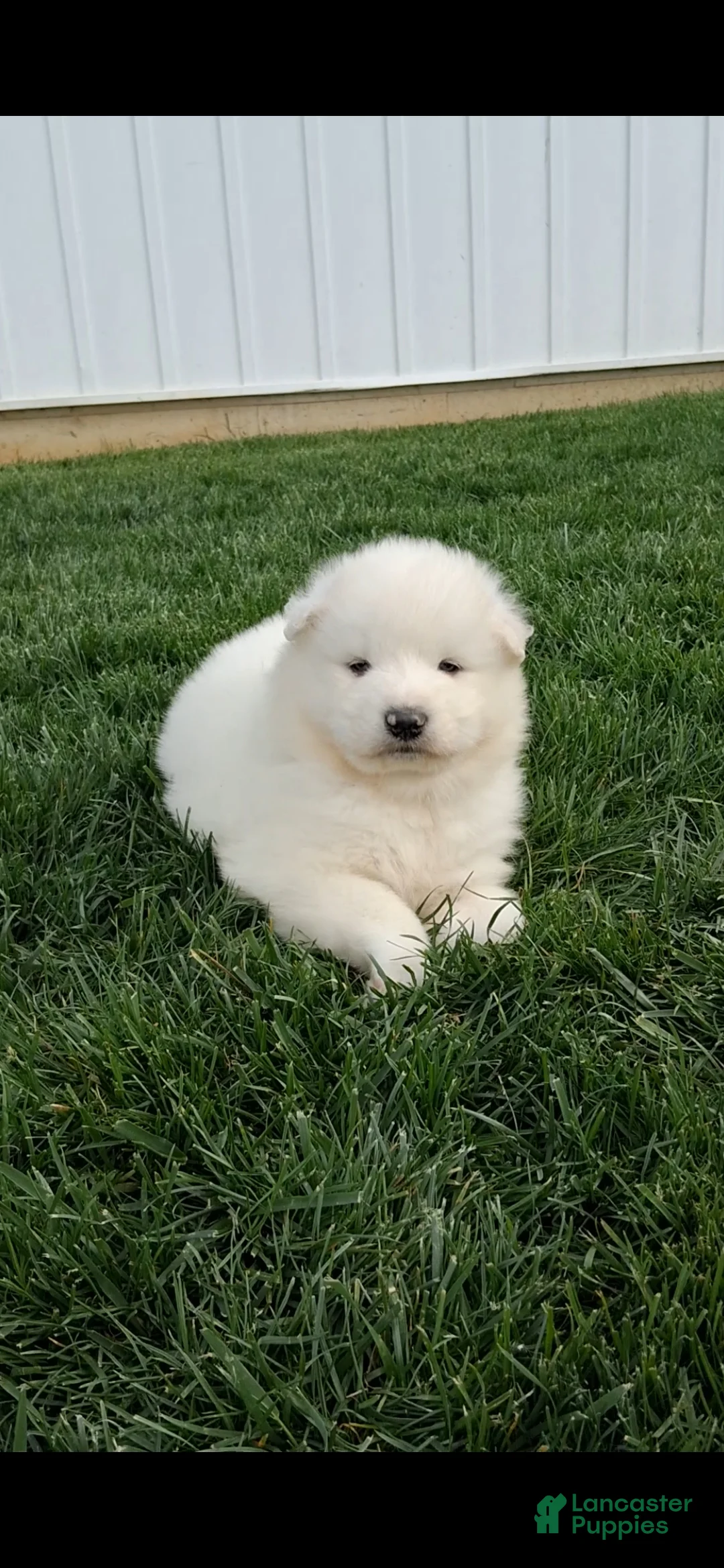 Samoyed dogs for sale: Flex - Ad 2