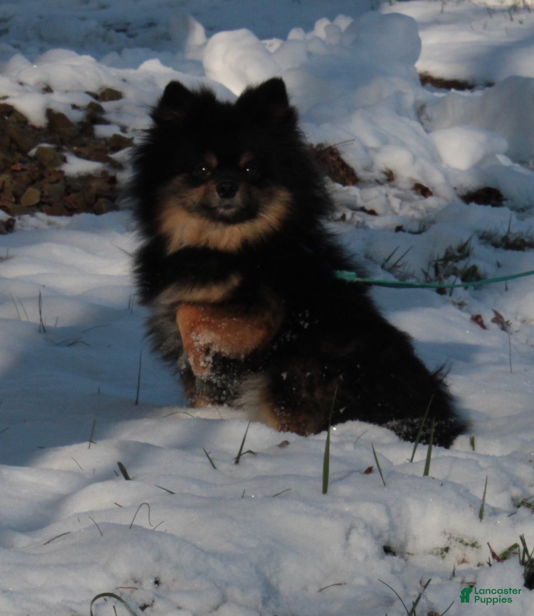 Pomeranian dogs for sale: Kason - Ad 15
