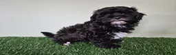 Shihpoo dogs for sale: Oreo - Ad 3