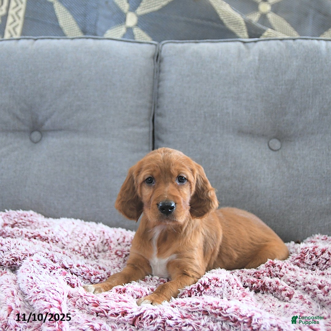 Mixed Breed dogs for sale: Cayenne - Ad 2